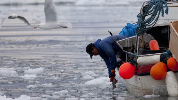 An Inuit fisherman pulls in a fish on a sea filled with floating ice shed from the Greenland ice sheet in Ilulissat, Greenland. A new study including a UMD researcher finds that humanities scholars can work with climate scientists and other researchers to better understand how climate has influenced human societies over the the centuries. (Photo by AP Photo/Brennan Linsley)