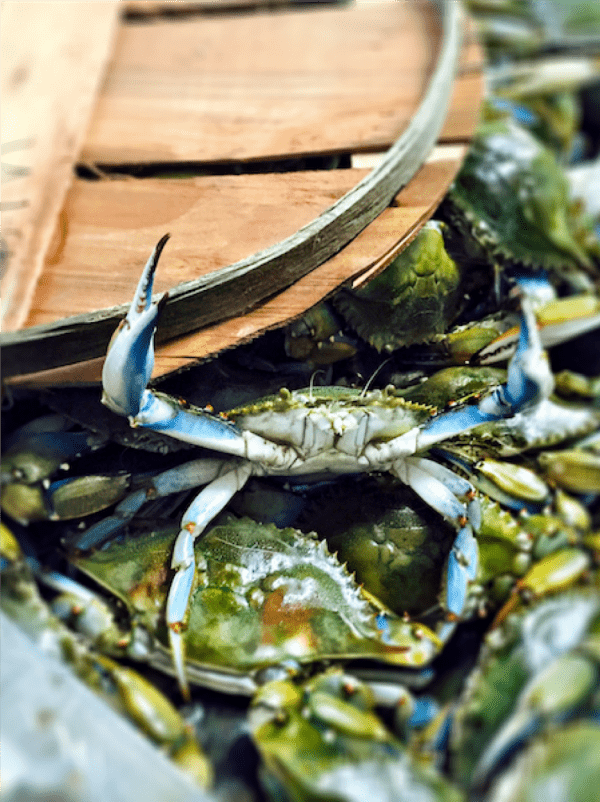 Crab Picking 