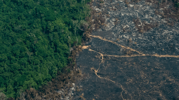 Guardians of the Rainforest 