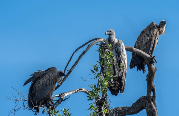 Vultures