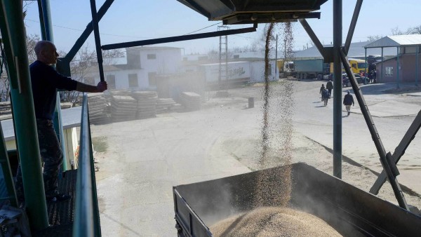 Worker fills truck with wheat in southwestern Ukraine 