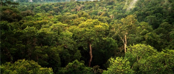 Amazon Manaus Forest