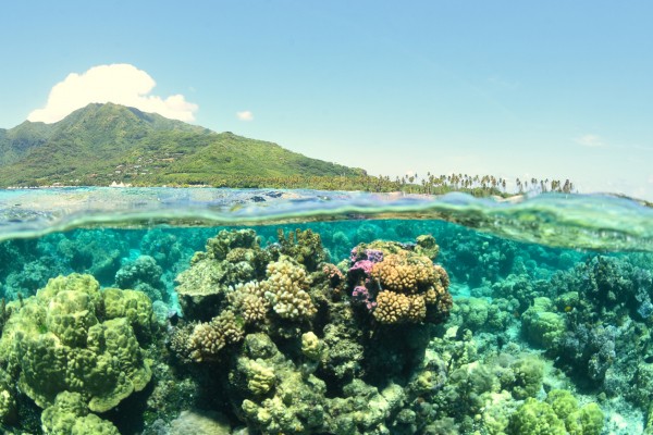 Underwater view of coral reef with mountains and sky above 