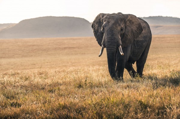 Elephant walking 