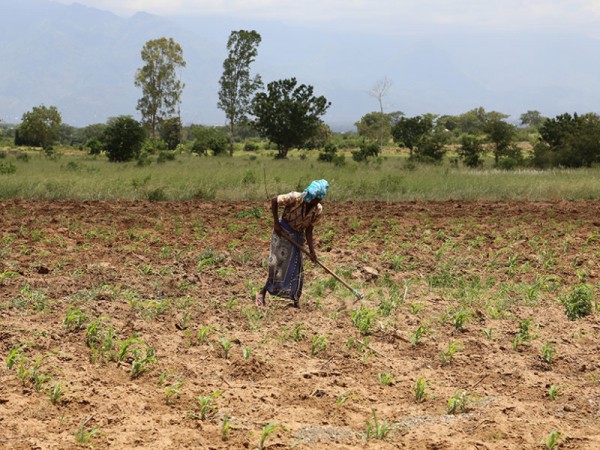 women tending field