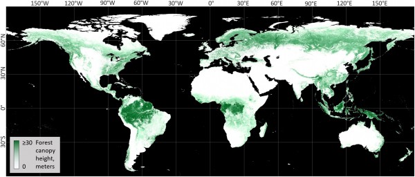 Global forest canopy height map