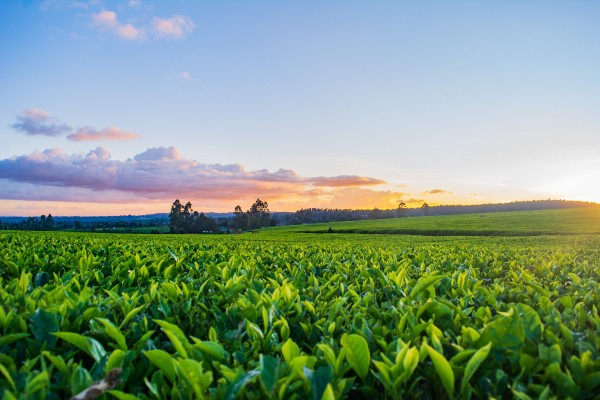 Sunset over agricultural field 