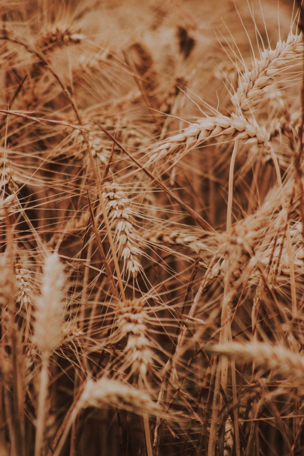 Field of Grain