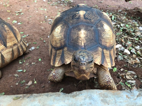 Ploughshare tortoise