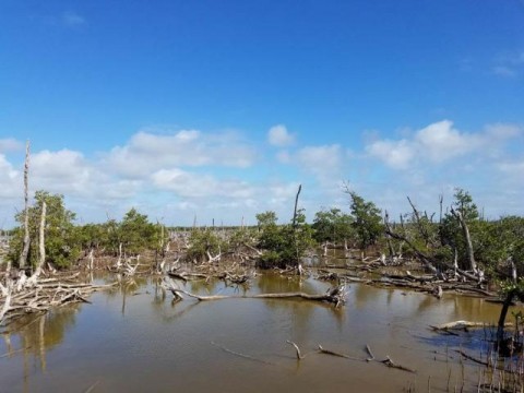 Degraded Mangrove Forest