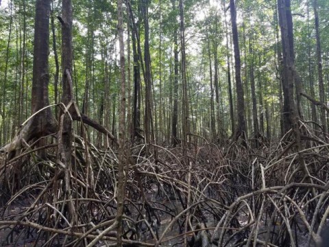 Tall Gabonese Mangroves